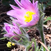 European Pasque Flower